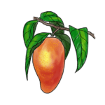Alfoos Mango
