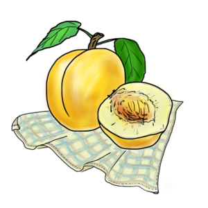 Blenheim Apricot