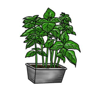 Basil