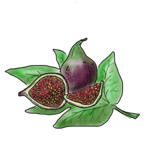 Black Mission Fig