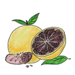 Grapefruit