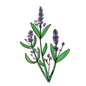 Lavender