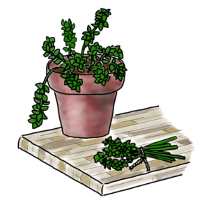 Oregano