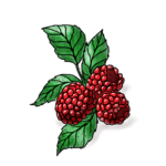 Raspberry