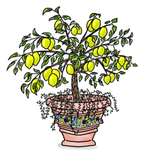 Sicilian Lemon