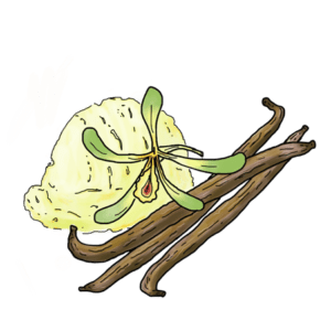 Vanilla