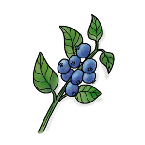Wild Blueberry