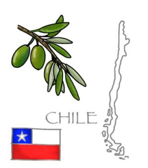 Arbequina