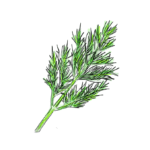 Wild Anithos Dill
