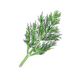 Wild Anithos Dill