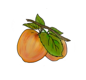 Gravenstein Apple
