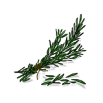 Rosemary