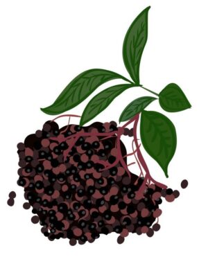 Elderberry